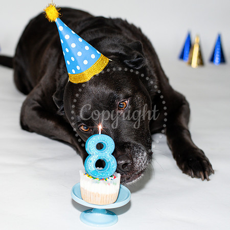 Vince's 8th Birthday