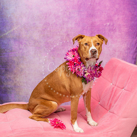 Dog Photographer