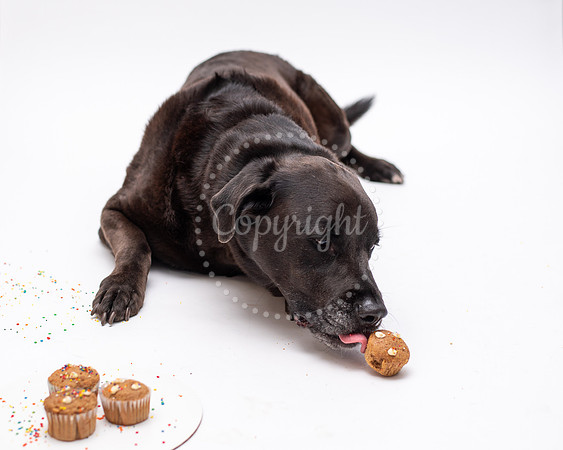 Lifestyle Dog Cupcakes with Black Lab