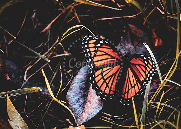 Close-up photo of a vibrant monarch butterfly with orange and black wings resting on a leaf among wild grass and forest floor foliage, captured in natural light.