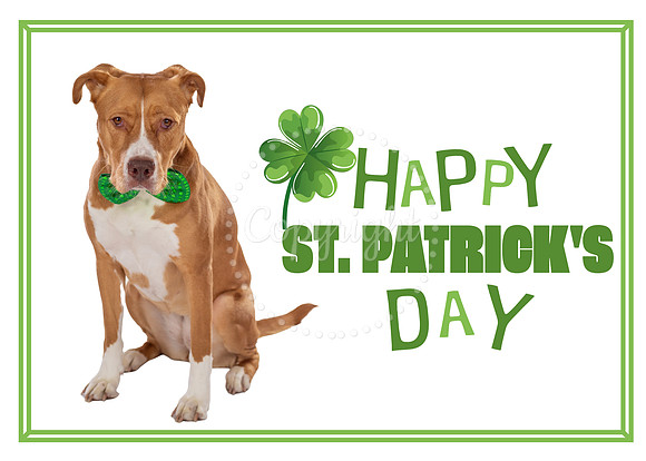 Red Nose Pit Bull Happy St. Patrick's Day