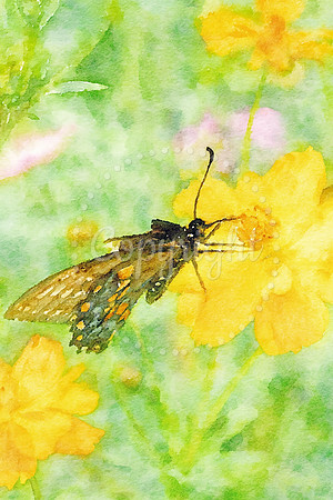 Watercolor Butterfly card