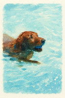 Irish Setter in Turquoise Pool