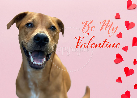 Pet Photo Valentines Day -CUSTOM- Send us your pet's photo