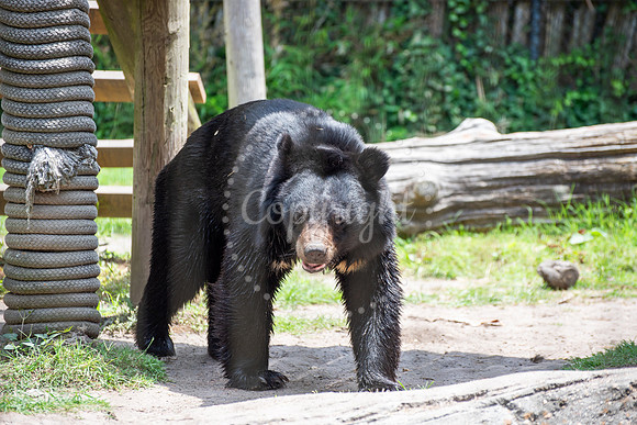 Asian black bear walking on forest floor, captured in mid-stride with rich black fur and natural wood and greenery background.