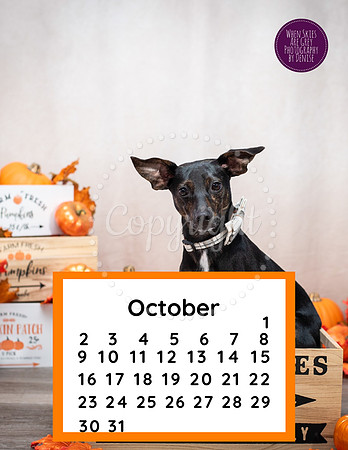 Custom Calendar Pet Calendars