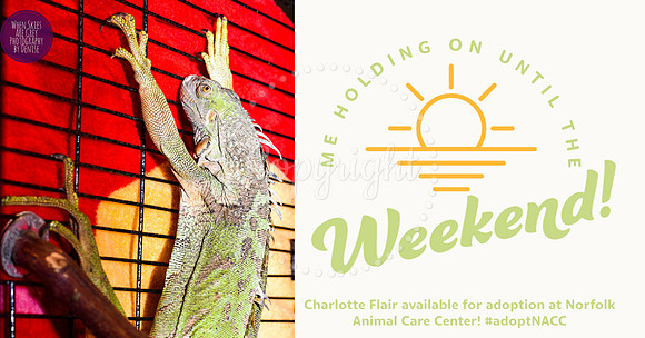Lizard Animal Marketing