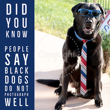 Black Dog Day