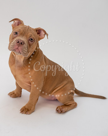 Pocket Pit Bull