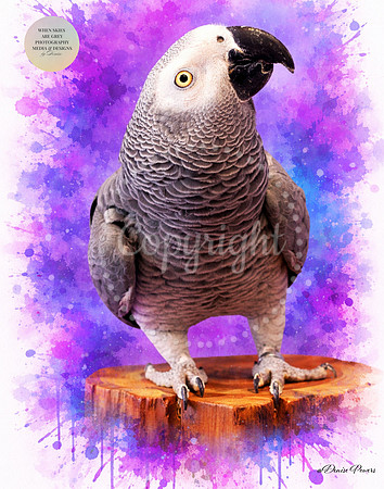 Wisdom in Violet: African Grey Parrot Fine Art Portrait