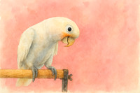 Coral Whispers: Cockatoo Fine Art Portrait