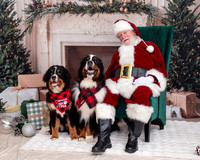 Dog Friendly Santa Bernese Mountain Dog Christmas
