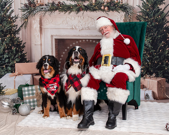 Dog Friendly Santa Bernese Mountain Dog Christmas