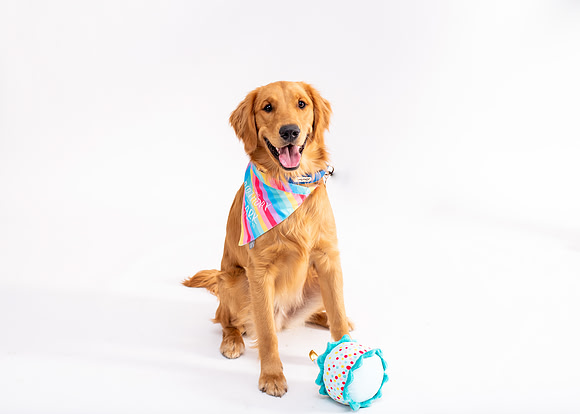 Dog 1st Birthday Photographer Chesapeake Virginia