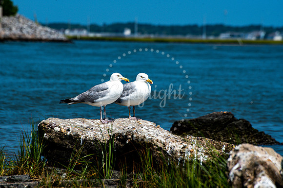 Gulls of Chincoteague Virginia