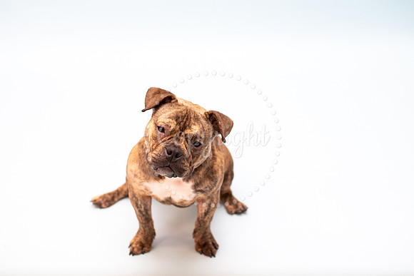 Pandora Pit Bull