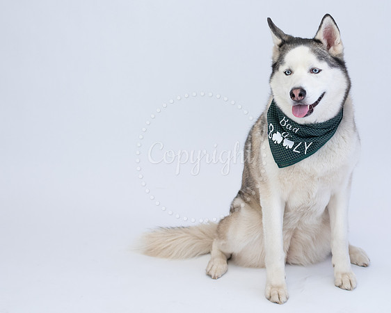 Siberian Husky