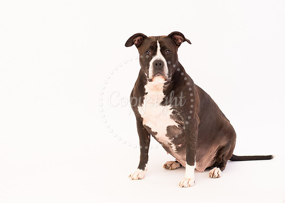 Remi Grey & White Pitbull