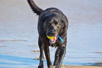 Beach Pet Photography in Virginia Beach