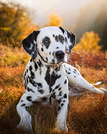 Dalmatian Dog Field Print
