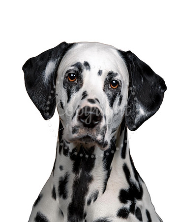 Dalmatian Dog Print