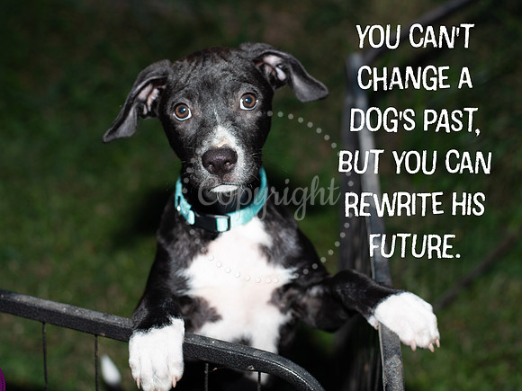 Rescue Dog Quote Card