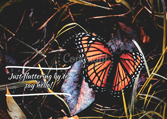 Butterfly Card-2-Fluttering by To Say Hello
