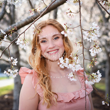 Cherry Blossoms In Virginia Beach