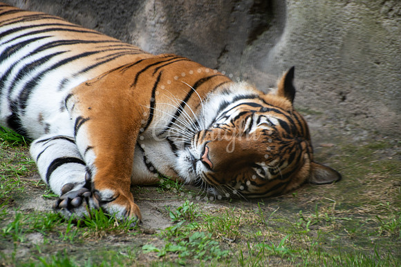Tiger Sleeping