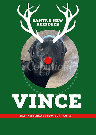 Holiday Pet Card Marketing Designs