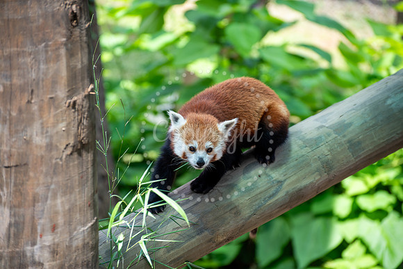 Red Panda