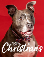 Merry Christmas Card 2