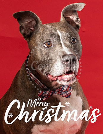 Merry Christmas Card 2