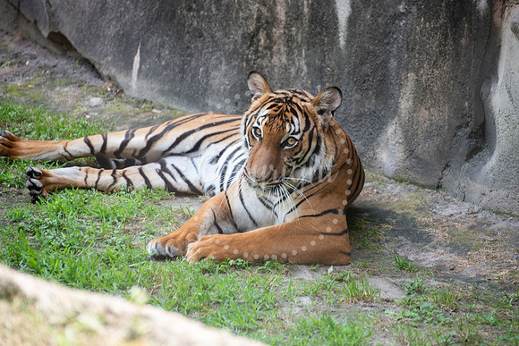Bengal tiger resting on the grass in a shaded stone enclosure, gazing intently with piercing amber eyes.