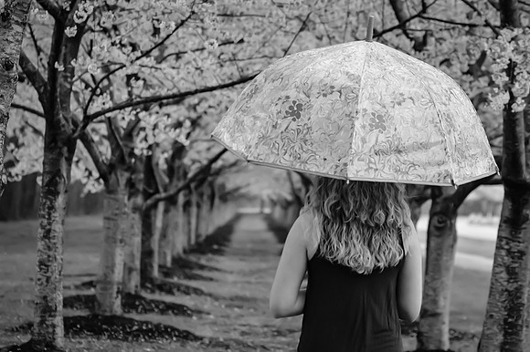 Black & White Cherry Blossoms