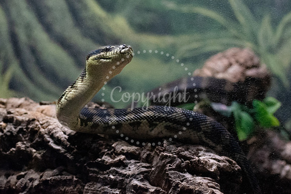 Snake