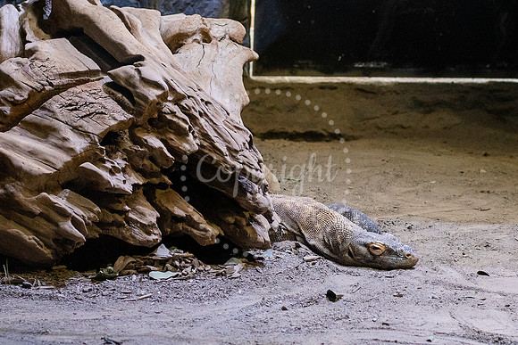 Lizard