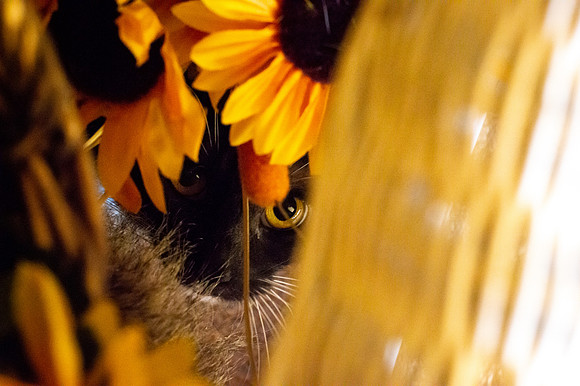 I Spy A Cat's Eye