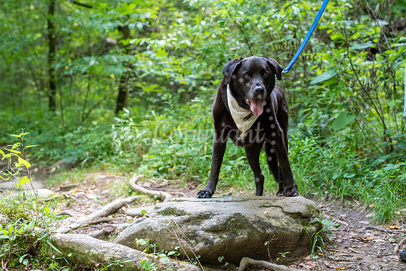 Pet Friendly Great Smokey Mountains