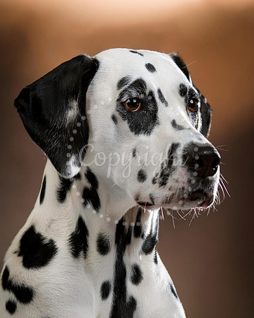 Dalmatian Dog Profile Print