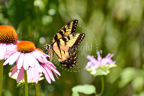 Stock Photo Butterfly
