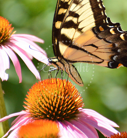 Stock Photo Butterfly