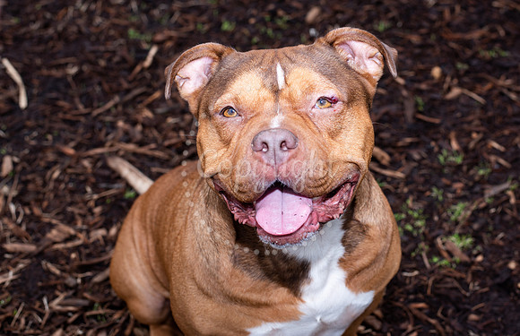 Pet Photography