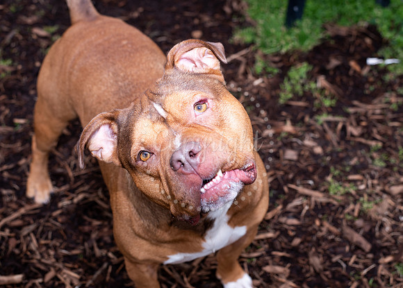 Pet Photography