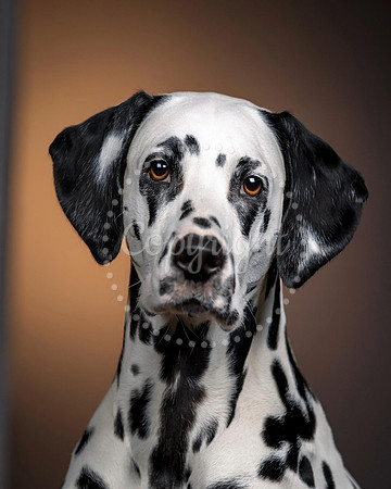 Dalmatian Dog