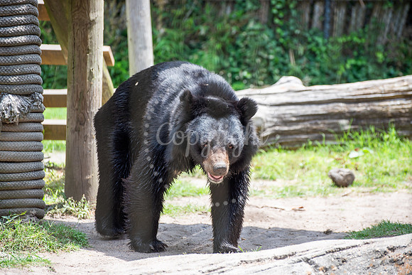 Black Bear