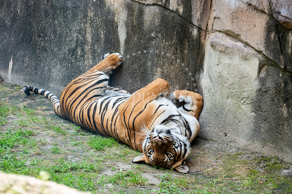 Tiger Resting