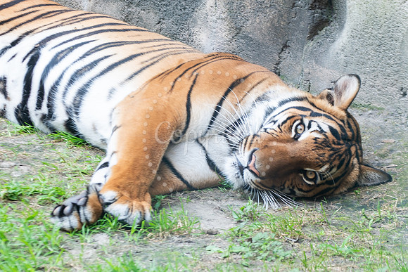 Tiger Lying Down