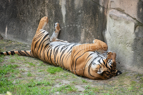 Here Kitty Kitty Tiger