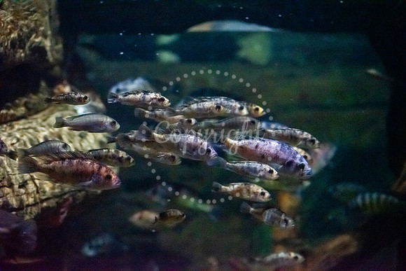 School of Fish